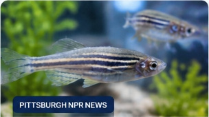 University of Pittsburgh startup wants to innovate wound care with zebrafish